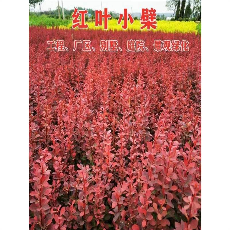 红叶小檗树苗紫叶小檗红叶小波树苗工程绿化带刺篱笆东北耐寒植物