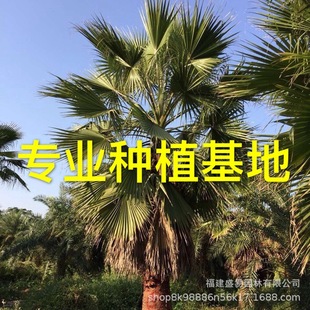 Fujian Laorenkui Planting Base Wholesale Yunnan Laorenkui Hunan Huazhong Quote Zhejiang Laorenkui Tree