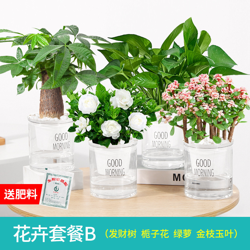 사무실에 가장 적합한 4 화분 돈나무 + 치자나무 + 청무 + 황금가지 + 비비꽃석