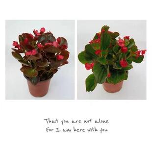 �ļ����Ļ� ������  �ļ��_��ֲ�� �����L ͥԺ�̨����