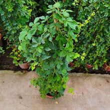 三叶爬山虎盆栽爬墙虎苗藤本攀援植物围墙工程绿化室外绿植遮荫