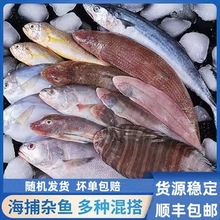 海杂鱼海鲜清仓小海鱼小杂鱼鲳鱼黄鱼饭店批发鲜鱼速冻顺丰包邮