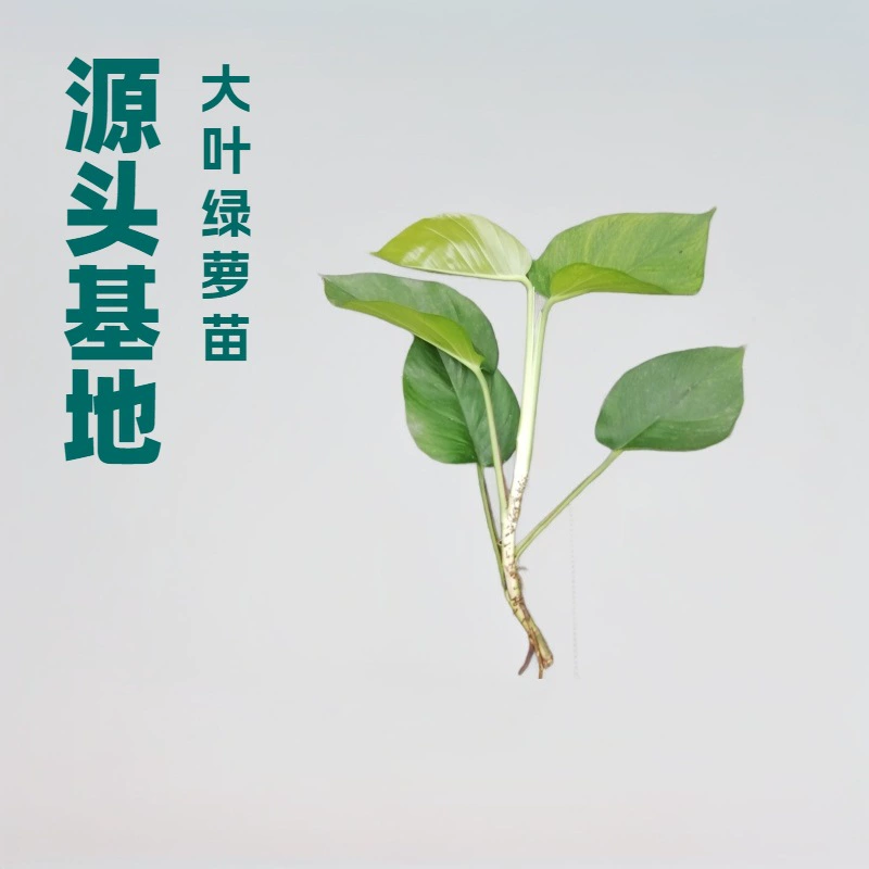 База поставляет крупнолистные зеленые растения для офисов, специальные черенки растений потово, прямые поставки рассады садовых цветов оптом.