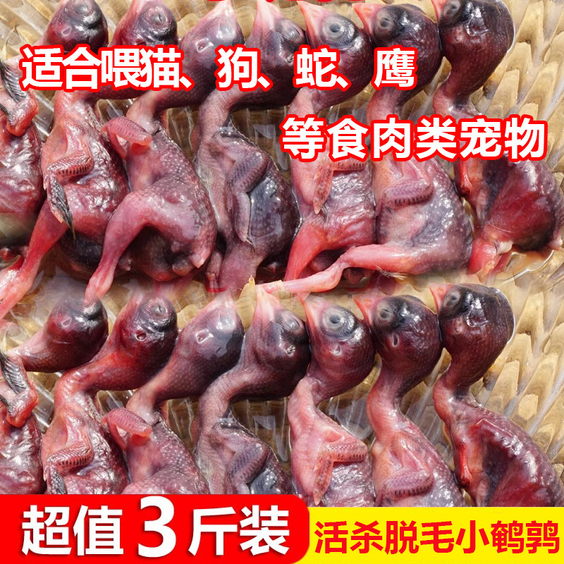 Fresh Small Quail Meat, Frozen Tender Young Chicks, Freshly Killed Quick-Frozen Meat, Non-Lyophilized Pet Snacks, Raw Bone Meat