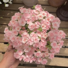 ���������N�҃������ļ����N�_�����Ի����̨�׻�N�����ݲ���