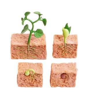 Seed growth model