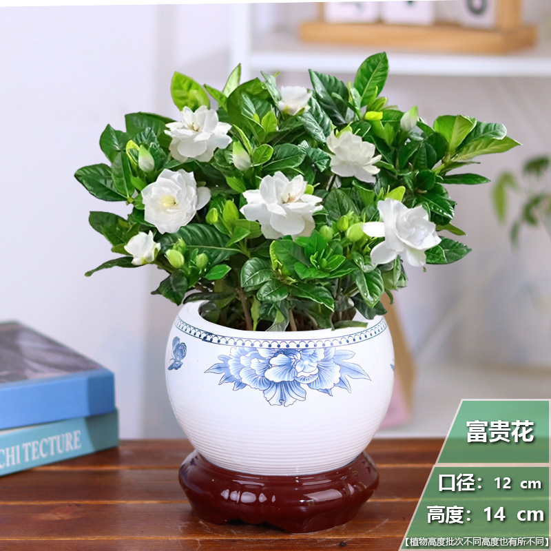 [중국풍] 치자나무 1개 + 부유꽃 세라믹 화분 + 영양비료