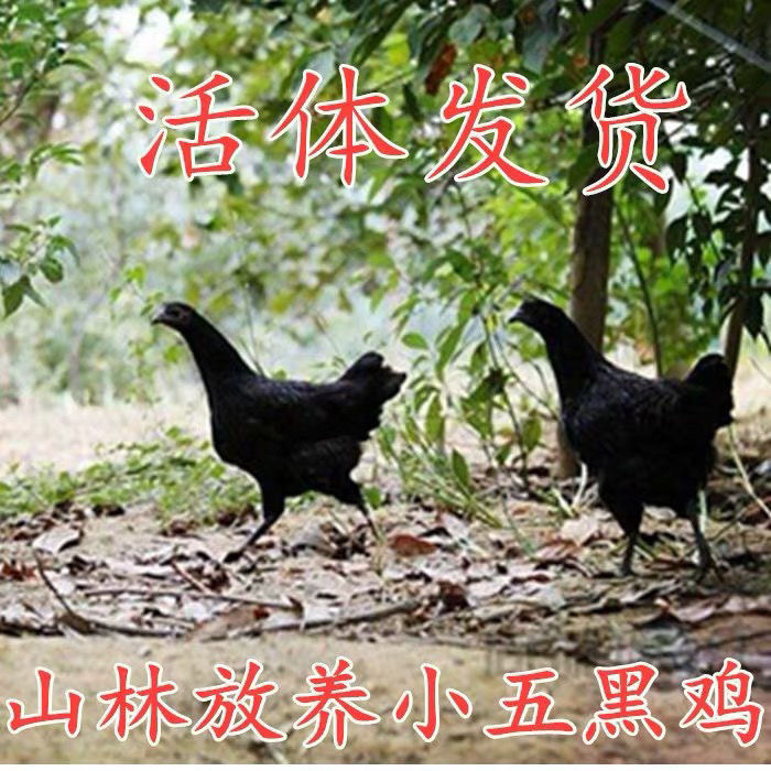五黑鸡活体幼苗纯种活体五黑鸡绿壳蛋鸡苗成品母鸡小土鸡半斤五黑