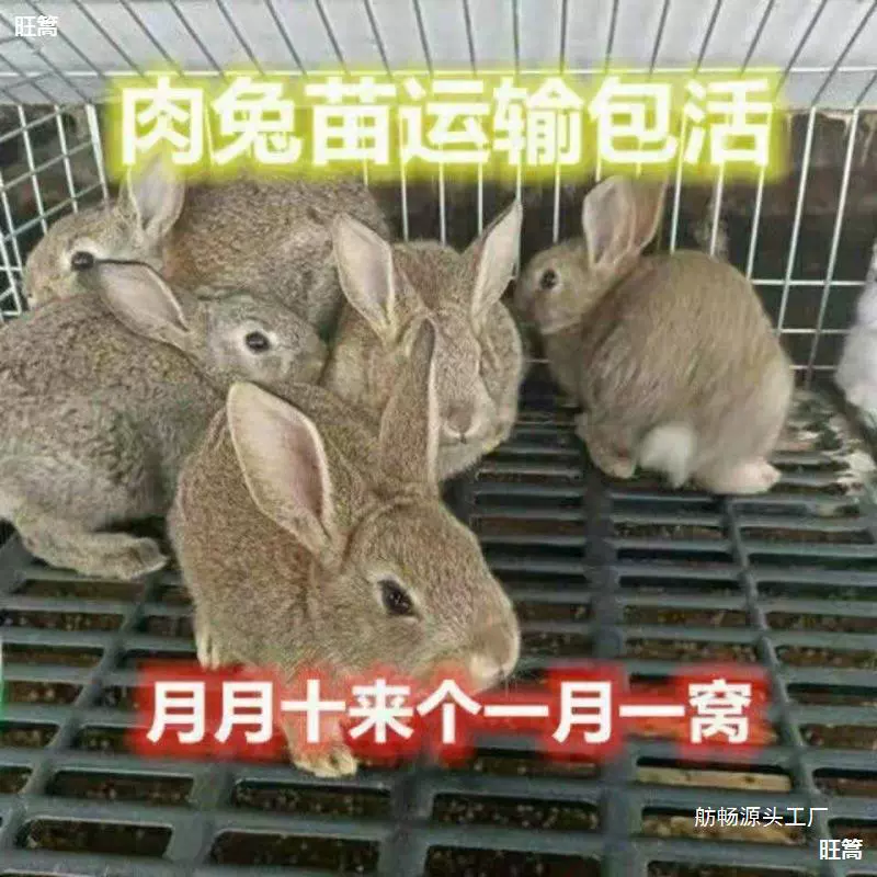 Кролик Живые выводки Маленький белый кролик Маленький цветок кролик соотношение/прибыль. Когда мясной кролик может размножаться, съедобный домашний кролик может быть кроликом