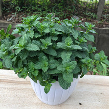 �������������r��ʳ�ñ����~�̨�҃�����ֲ����ñ����������]