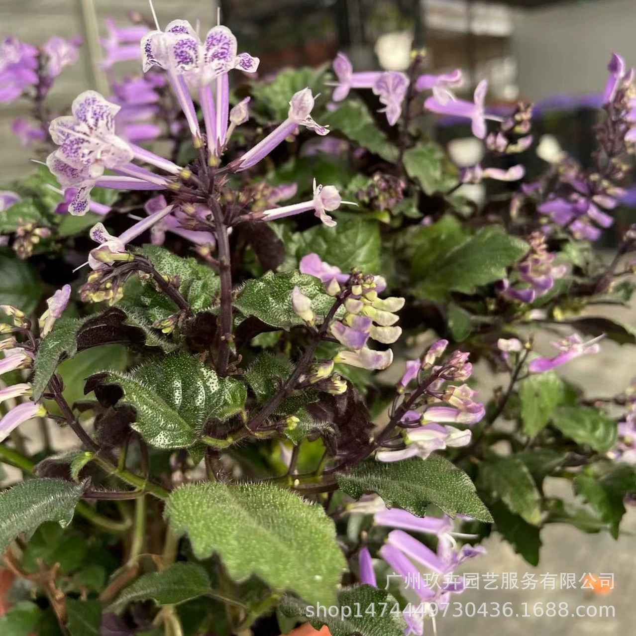 Мечта фиолетовый Феникс цветок растение в горшке Летний цветок зеркало клумбы цветок ландшафтный дизайн цветок многолетнее цветение