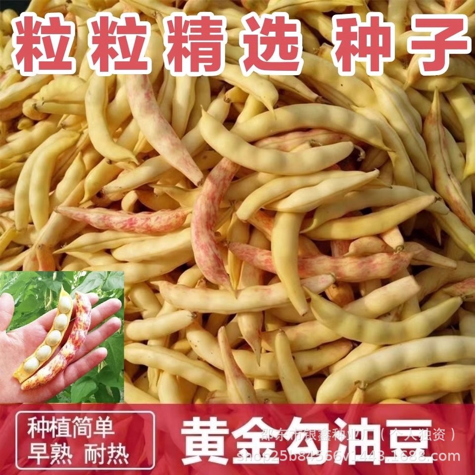 黄金钩种子红金钩黄金沟架豆东北油无筋豆角原装四季蔬菜种子大全