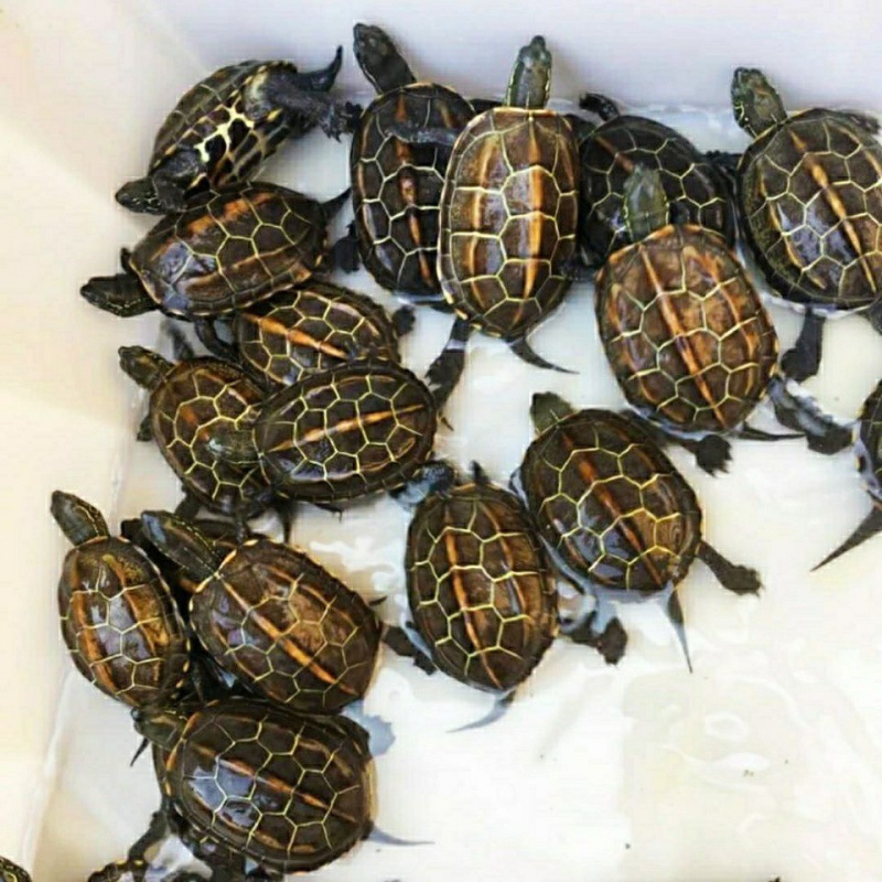 Outside the pond China Tortoise Tortoise Little Turtle Living creatures Pets Gold turtle Lucky Turtle lovers Turtle Watch