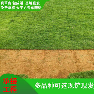 Wholesale Base of Turf and Real Grass Directly Supplies Various Kinds of Turf with Mud Turf, Manila, Sijiqing and Other Varieties