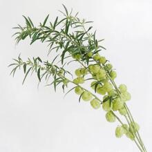 �����r����ϻ���ֱ�l�r�л��k���Ҽ�ͥˮ�B�廨��c��Y�b���滨