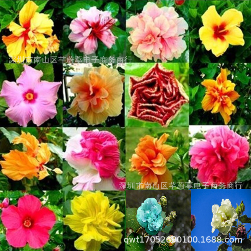 大花日本芙蓉花扶桑变色芙蓉种子彩色芙蓉珊瑚花庭院阳台盆栽 种苗花卉网