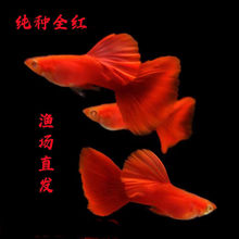 ��ȸ�~ȫ�tѪ�t����ȫ�t���ӻ��w�Ꭷ�~�^�p�~�t�~�����N�N�~���]