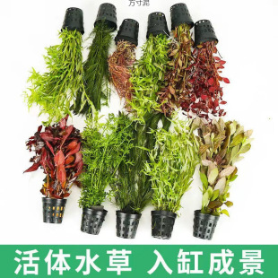 Lazy real water plant centipede green chrysanthemum chrysanthemum chrysanthemum big leaf green nine crown fish tank landscaping sink live foreign trade wholesale