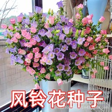 L⏲ݻN҃ļN_Ի̨׻ݲļ_