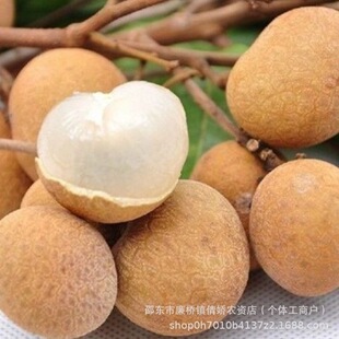 ���۷N�ӹ��A�N������ţ�۠I�B�rֵ�߹��A�N��������������ļ���