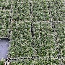 玉龙草福建日本矮麦冬基地绿化地被植物草皮沿阶草草坪绿化草坪