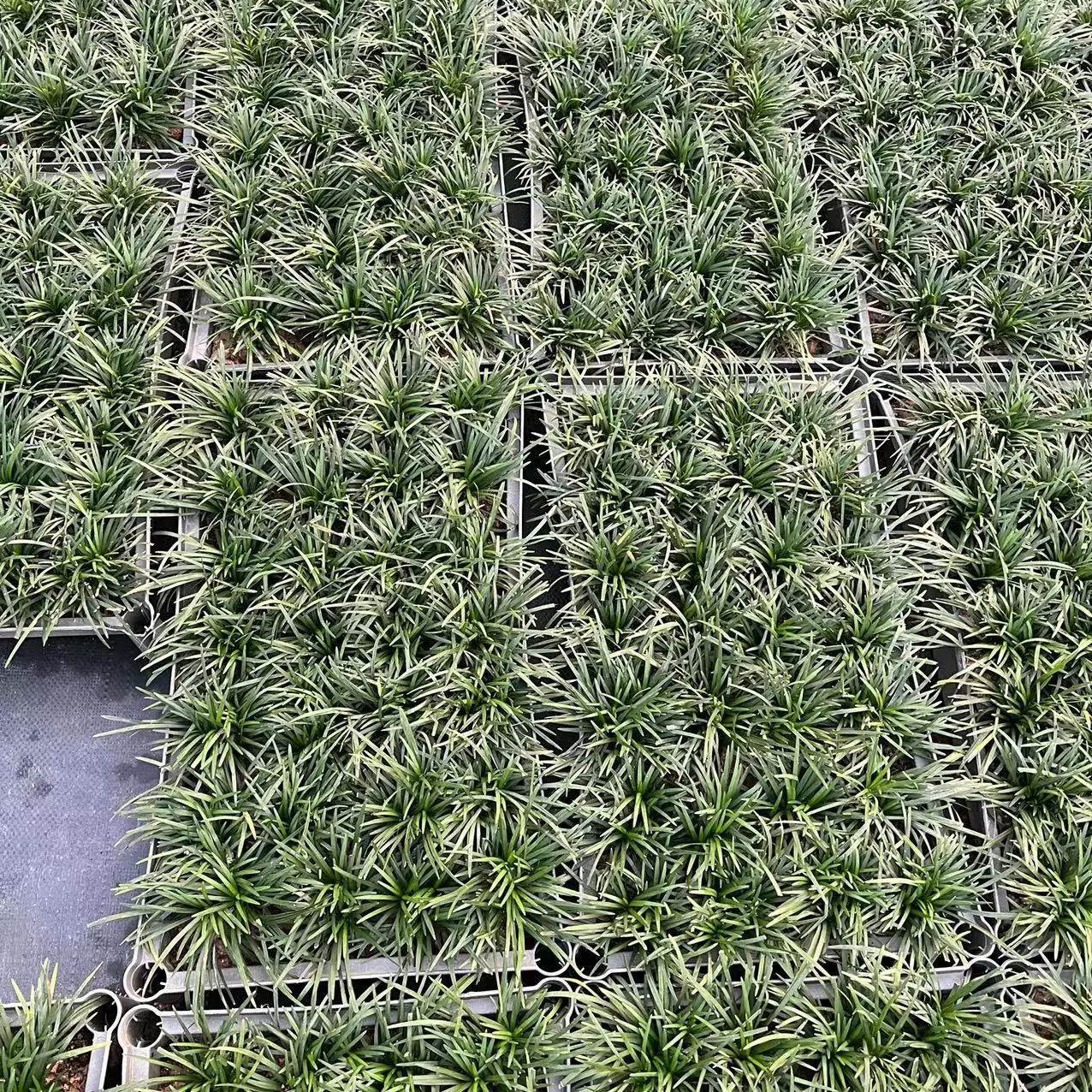 Зеленый Yulongcao оптом Япония карлик Ophiopogon база все виды зеленых почвопокровных растений дерн вдоль травы заказа