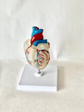 ��Ʒ1:1���w���K����ģ��B���ʳ����Kģ�Ͳ�ж�t�W��Ȼ�����K�̌W