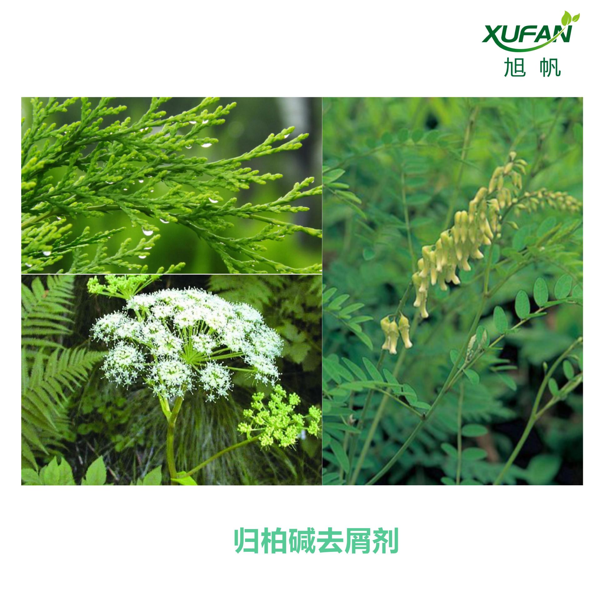 新品 归柏碱去屑剂 去屑 养发 头发护理 植物提取