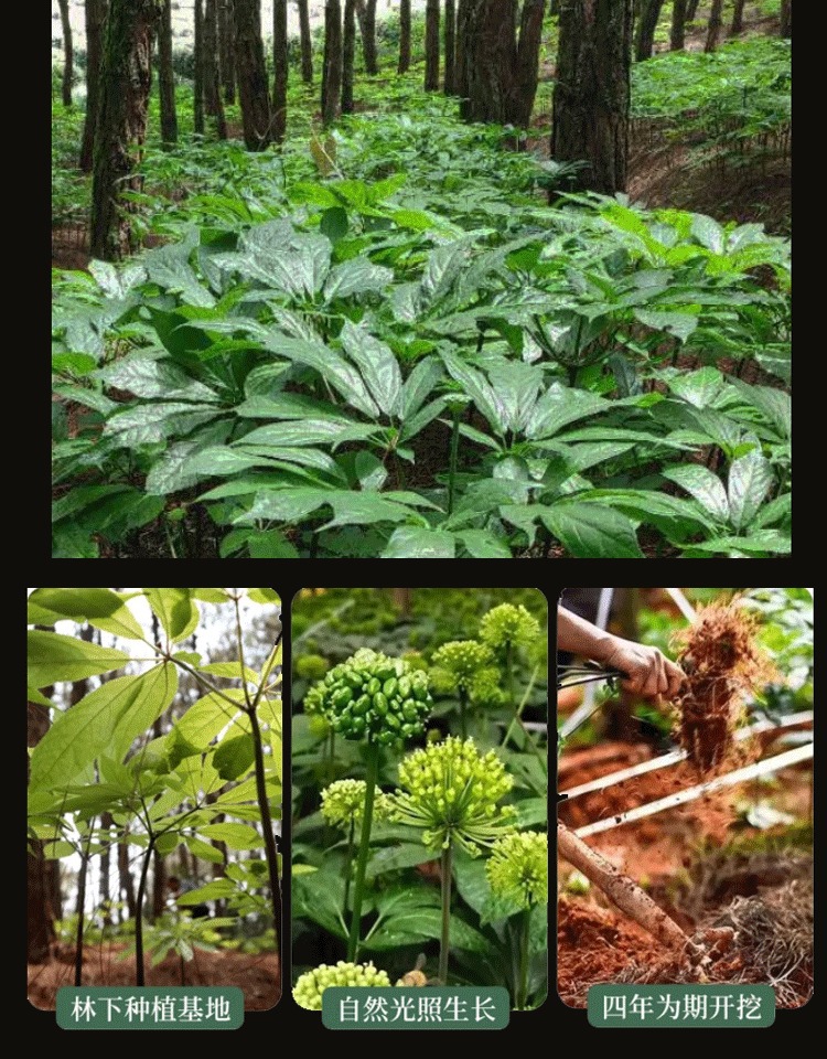 San Qi Notoginseng Root Tian Qi 20 Head Grade Dried Wenshan Panax Notoginseng 250g specifications