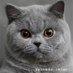 英短蓝猫活体包子脸银渐层幼猫崽活物金渐层猫养户直发纯种美短猫