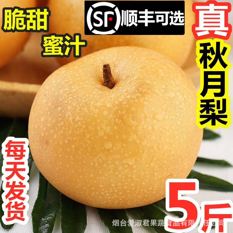 莱阳秋月梨新鲜 水果5斤脆甜多汁当季采摘整箱冰糖山东秋月梨礼盒