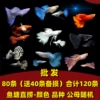 Wholesale [Peacock Fishes into Fish] (120 Article) 80 Free 40 pieces of loss