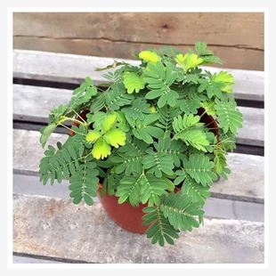 ���߲ݷN�Ӻ��߲ݷN�ѱ��ɷN���҃������ļ��N�׻��ֲ��N����