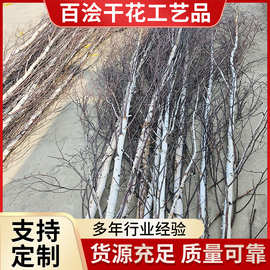 白桦树枝橱窗装饰树杈农家乐酒店园林景观背景底板摆件白桦木树枝