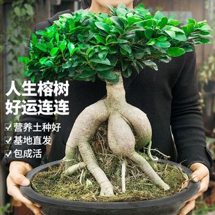 ���X�Ř��辰�҃�����;Gֲ�����Ϙ�S��С�~�˅�������ȩ���ɻ�