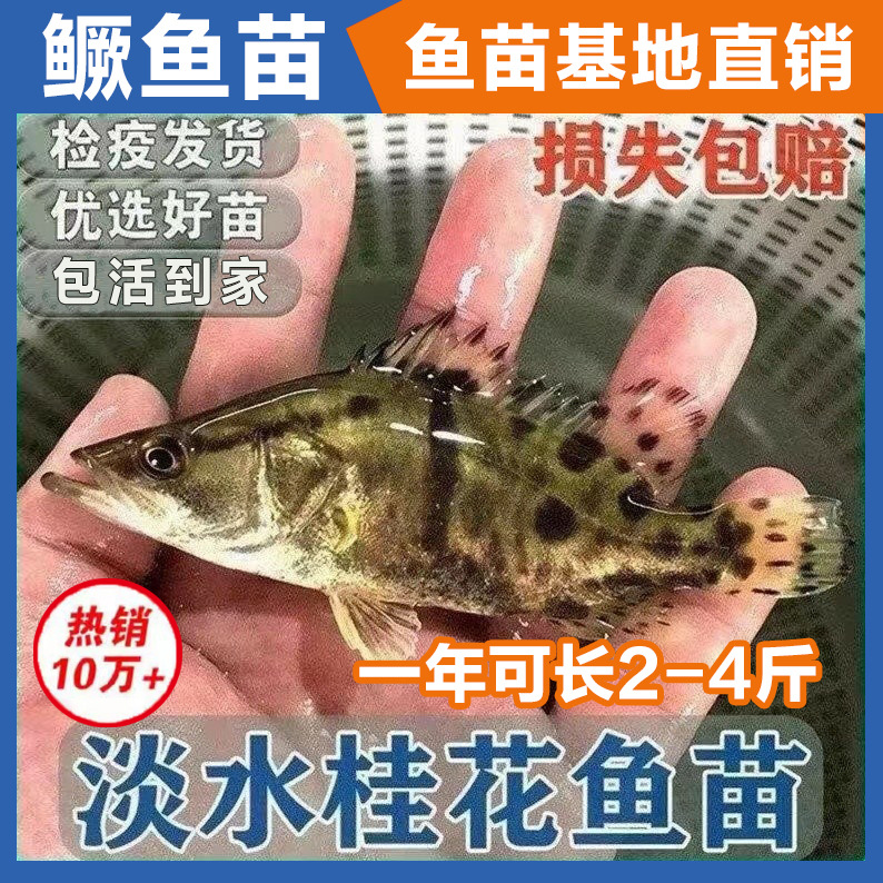 桂花鱼苗鳜鱼苗淡水鱼苗养殖食用凶猛食肉性活体桂鱼路亚鱼苗浙江