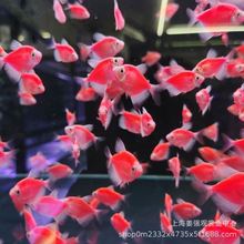 小熱帶魚觀賞魚血紅天使紅魚草缸魚活體寵物好養耐活魚純色魚批發