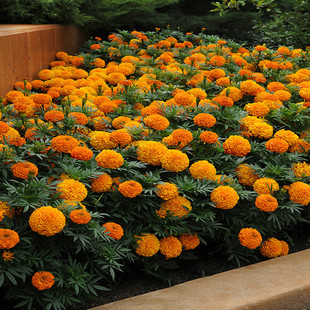 Lavender Seeds for All Seasons, Easy to Grow, Suitable for Courtyard, Balcony, Potted Indoor Flowers, Mosquito Repellent, Marigold 10