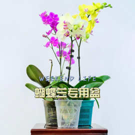 水培定植篮厂家水草种植杯盆龟缸鱼缸装饰定制透明塑料控根绿植
