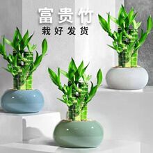 富贵竹转运竹文昌摆件花盆好养水培四季常青招财竹室内绿植办公桌