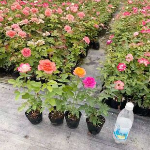 �Nޱ����༾�_���W���ٱ��¼��󻨝��������¼�ͥԺ����õ������