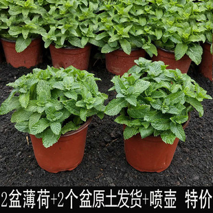 Edible Mint Potted Mint Leaves Mosquito Repellent Plant Mint Seedlings Spearmint Cross-Border Factory Supply Chain Foreign Trade Wholesale