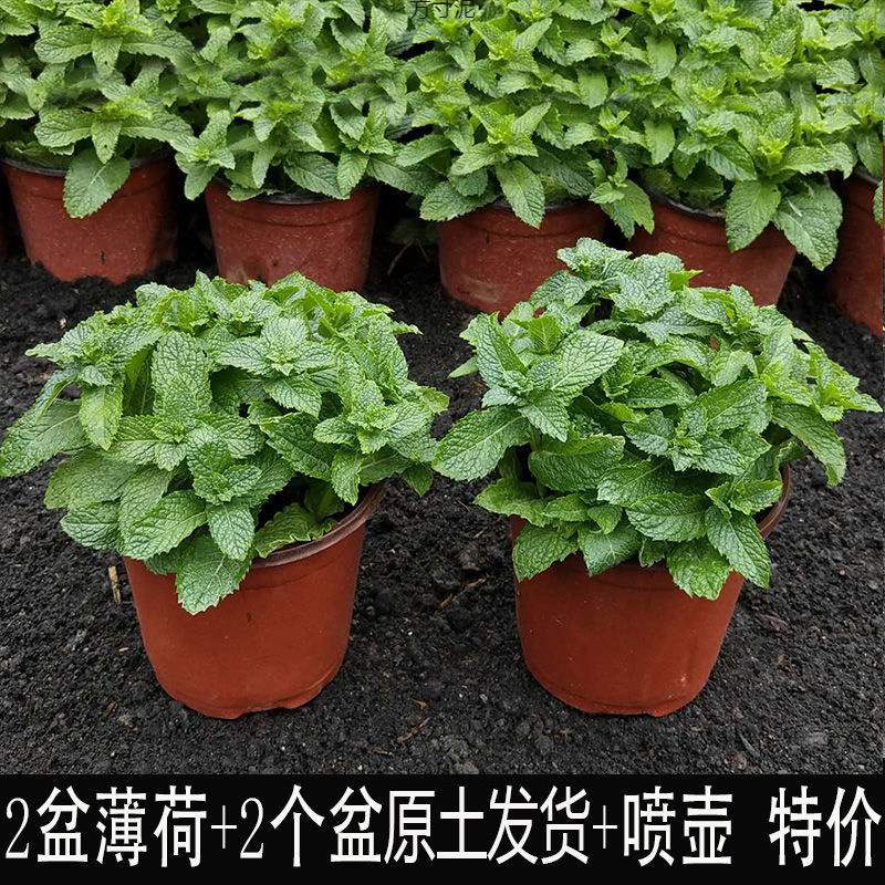 可吃薄荷盆栽薄荷叶驱蚊植物薄荷苗留兰香跨境工厂供应链外贸批发