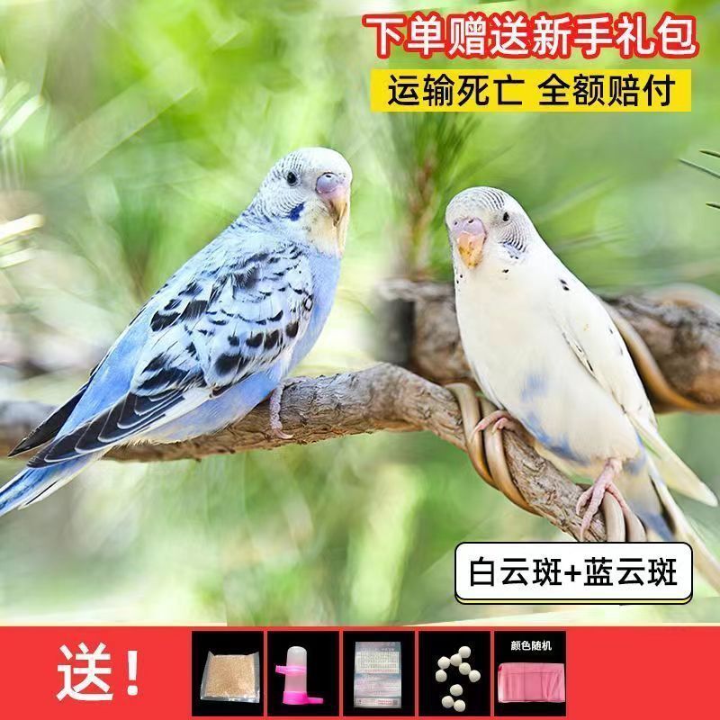 大头鹦鹉虎皮金彩可教说话可繁殖宠物鸟送运输笼鸟粮大礼包包邮厂|undefined