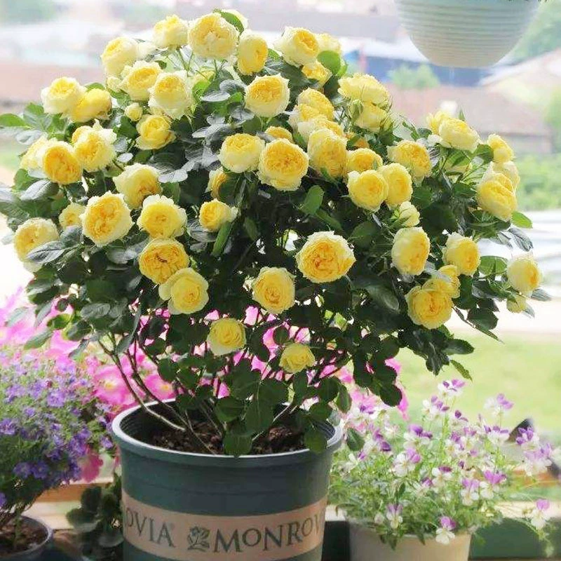 Цельные розетки канарейки, рассада цветов канарейки, горшечные растения, цветущие в любое время года, с очень большими цветками и сильным ароматом, миниатюрные балконные розы с крупными цветками.