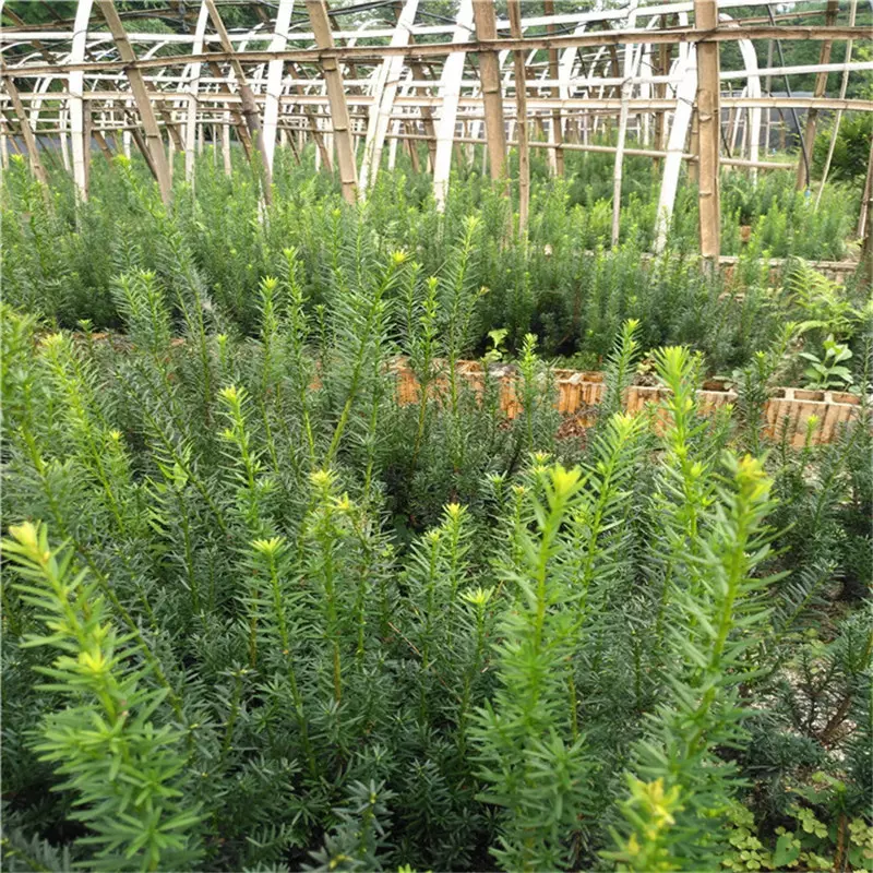 基地批发曼地亚红豆杉树苗 园林观赏绿化苗木 庭院绿植盆景风景树