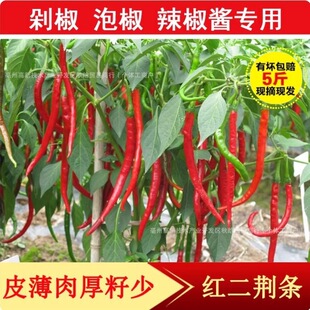 �r�ҬFժ�t���G�l5�����r�����r�t�����t�������������u�罷�ݽ�