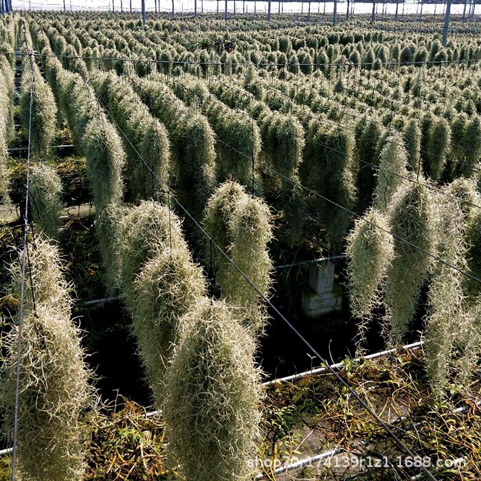 Air Pineapple Old Man's Beard Usnea Air Grass Soilless Plant Green Plant Creative Four-Season Evergreen Indoor Hanging Air Pineapple Old Man's Beard Usnea Air Grass Soilless Plant Green Plant Creative Four-Season Evergreen Indoor Hanging