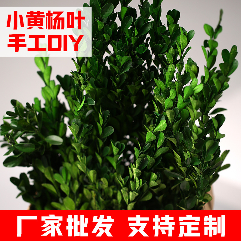 黄杨叶永生绿植天然绿树叶手工干花树枝韩式花束制作材料家居装饰