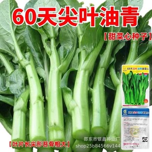 60���Ͳ��ķN�ӻ����ķN�Ӱײ�̦�N��ԭ�b�ļ��߲˷N�Ӵ�ȫ�˷N��